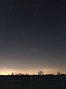 Orion (photo by Cath Adams)