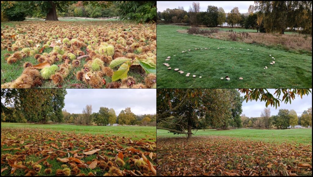 Collage of scenic views, including conkers and a fairy ring